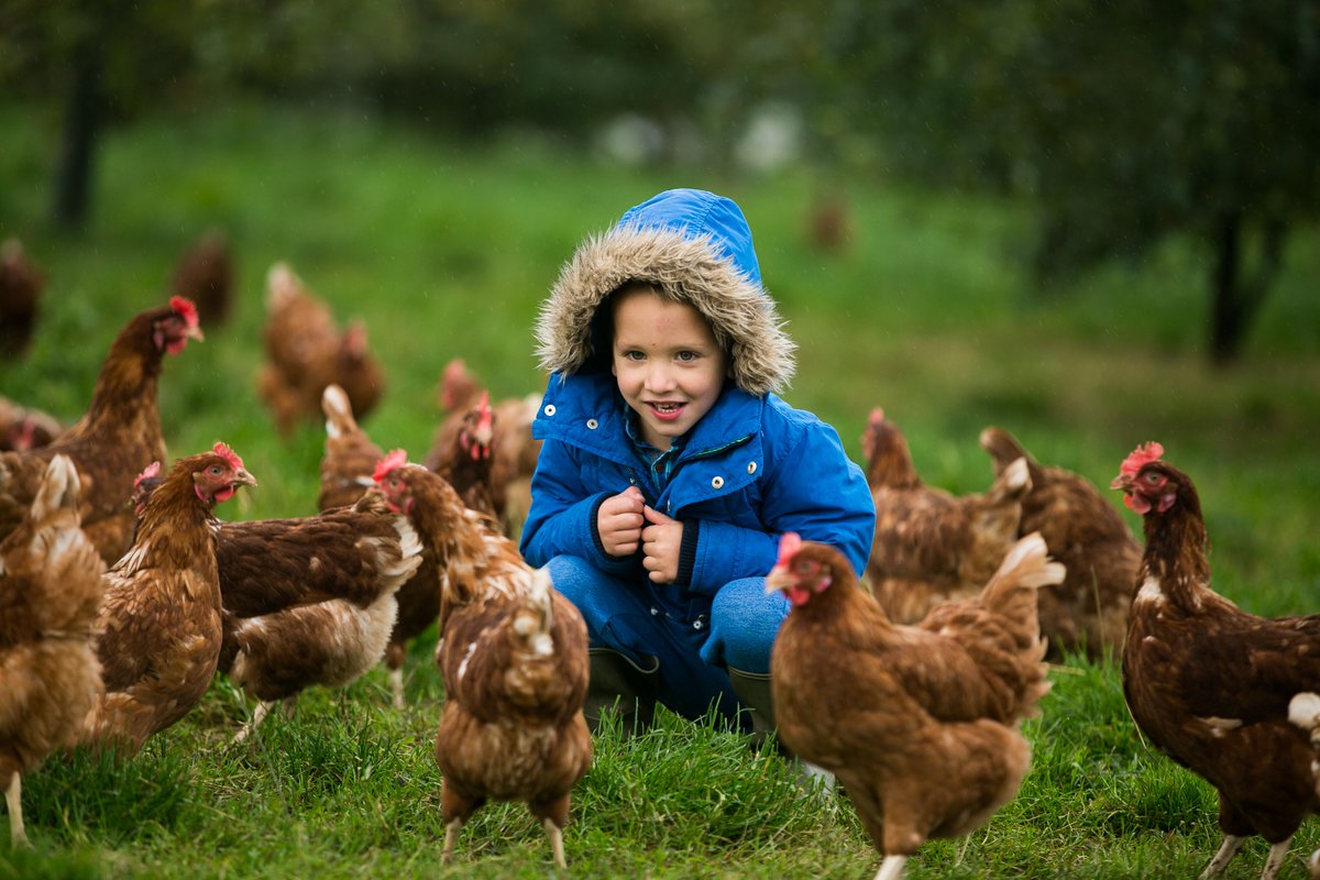 Sapling Home Farm tweet media