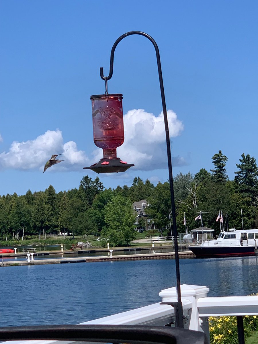 GeorgeneLoos's tweet photo. When you have a cold and don’t feel like doing anything but watch the hummingbirds! #goodday#lovethem https://t.co/jaGBkLyLtm