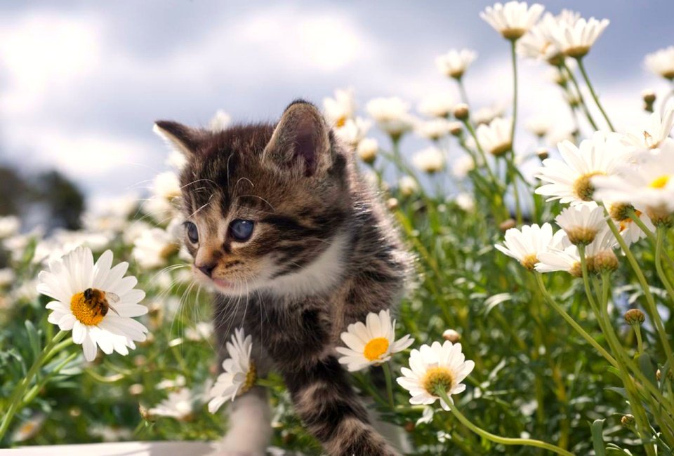 °ೃ Happy day 🌹🐱🌹