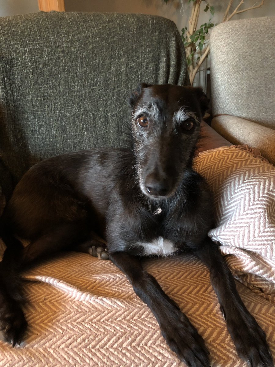 Spindle_Hound's tweet image. The fluff ball hanging from my chin whiskers is proof that NO housework is ever done here at Spindle Towers #lowstandards