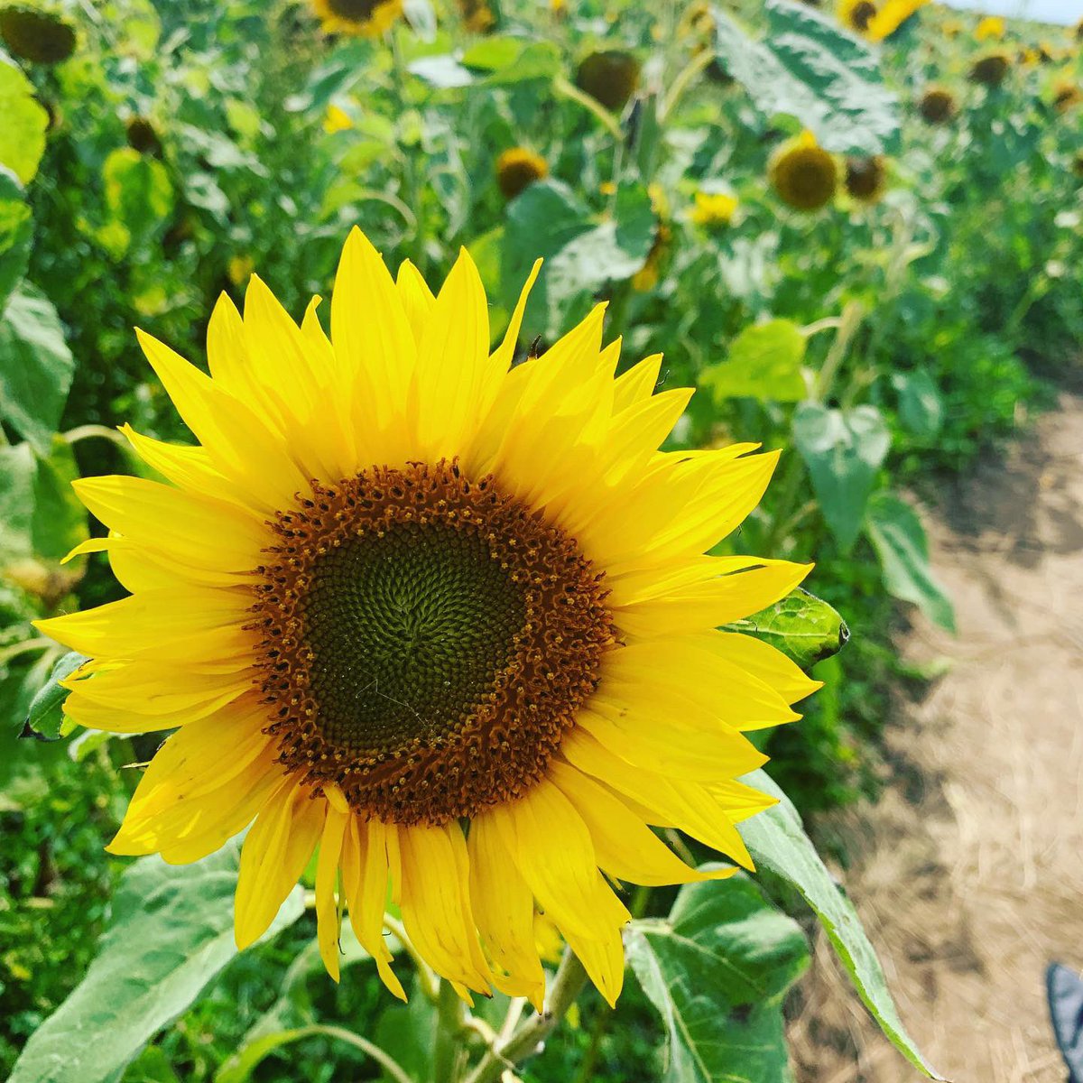 83beckamurphy's tweet photo. Amazing day with my little/big family. #Sunflowers are beautiful & the Gower is breath taking, so lucky to live here @GowerNT #memories #familytime #annualleave #workingmam #fulltime #mumof5 #mumofboys #communityhousingofficer https://t.co/hxk8VzouVa