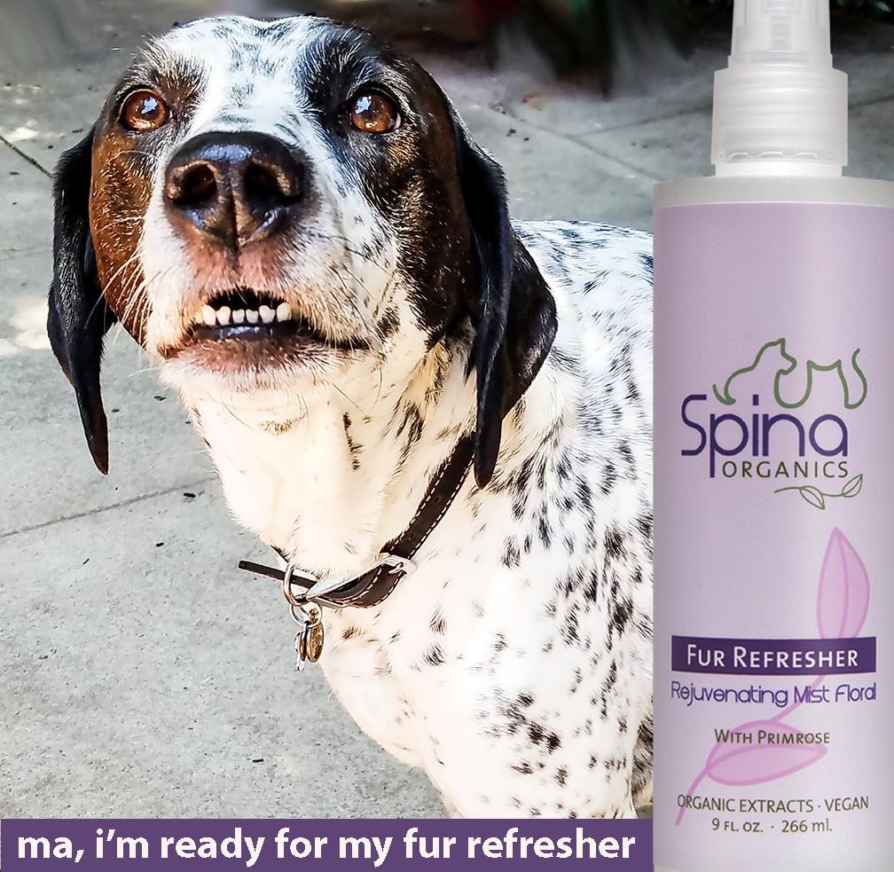 SpinaOrganics's tweet photo. Bella loves our fur refresher!  Our rejuvenating mist floral is enriched with healing botanicals and has her smelling fresh and clean. #pointers #dalmations #furkids #readyformycloseup   #loveofadog #feelclean  #puppydogeyes
 Enjoy our 2 yr Anniversary FREE SHIPPING, too! 🎂🎊 https://t.co/tY720YKobs