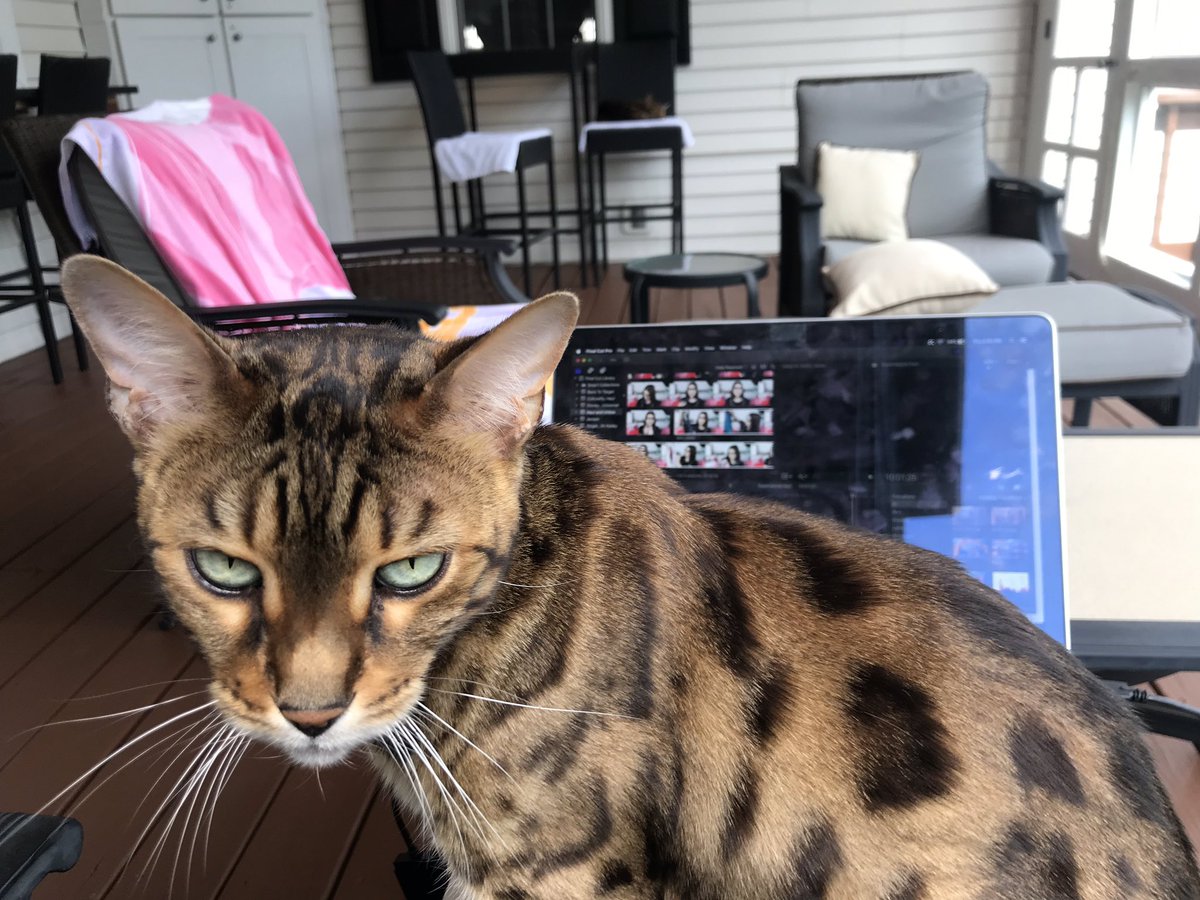 pdf croatian army vehicles 1991 1995 colors