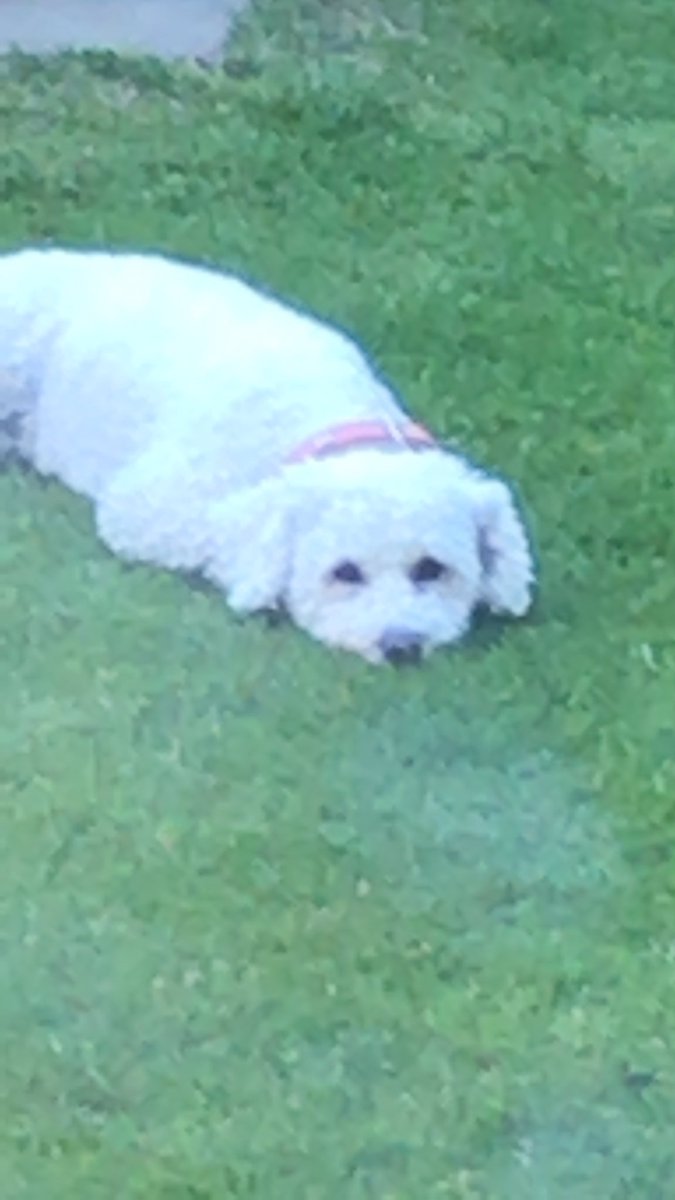 sam1863's tweet photo. Every intention of working on a bid using excellent feedback from colleagues @LizBennett1,KevinOrr & Sean Walton. Canโt concentrate Molly has rolled in something unmentionable which @JoMaloneLondon and a bath canโt cover #wantadog? https://t.co/R2c6uSboH4