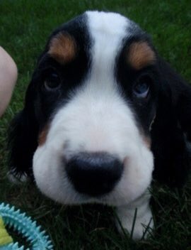 Kerry Flynn 🐶 tweet media