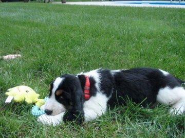 Kerry Flynn 🐶 tweet media