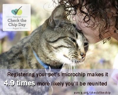 LostCatsGA's tweet image. **FACEBOOK LINK: ift.tt/2YZn3BN ** Today is National Check the Chip Day. Did you know cat owners are 20 times more likely to get their cats returned if they’re microchipped? #microchip #checkyourchip #updateyourinfo