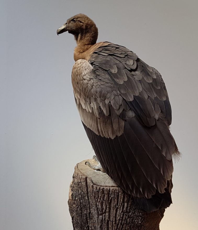 condortweets's tweet photo. Another tough day looking this #beautiful. #vulture #condor #photo ⁦@ICBPNewent⁩ https://t.co/A6aOfUOA9i