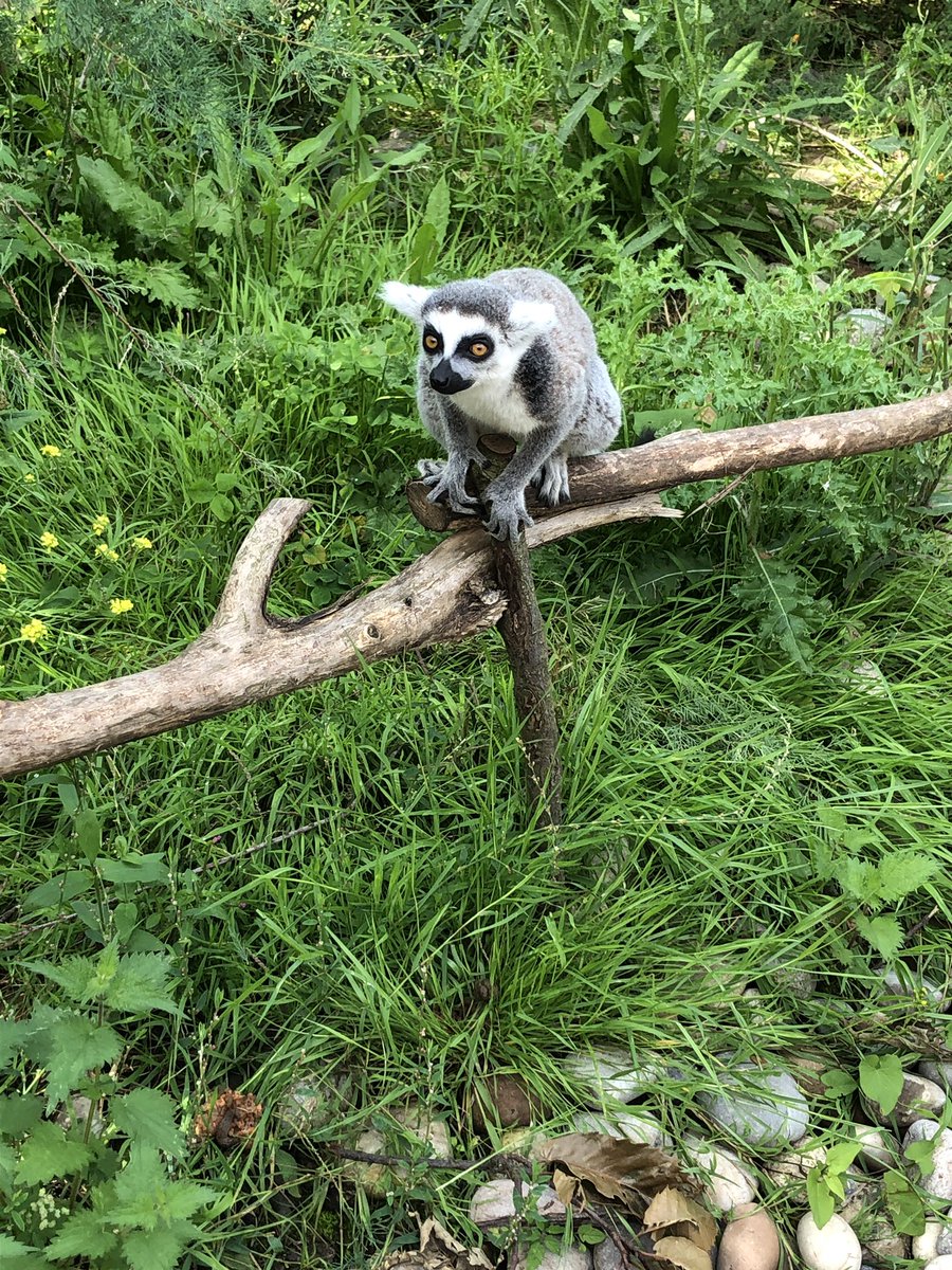 lauraj150487's tweet photo. Loved #Chesterzoo today lots of new memories made https://t.co/hmtCKk3e3e