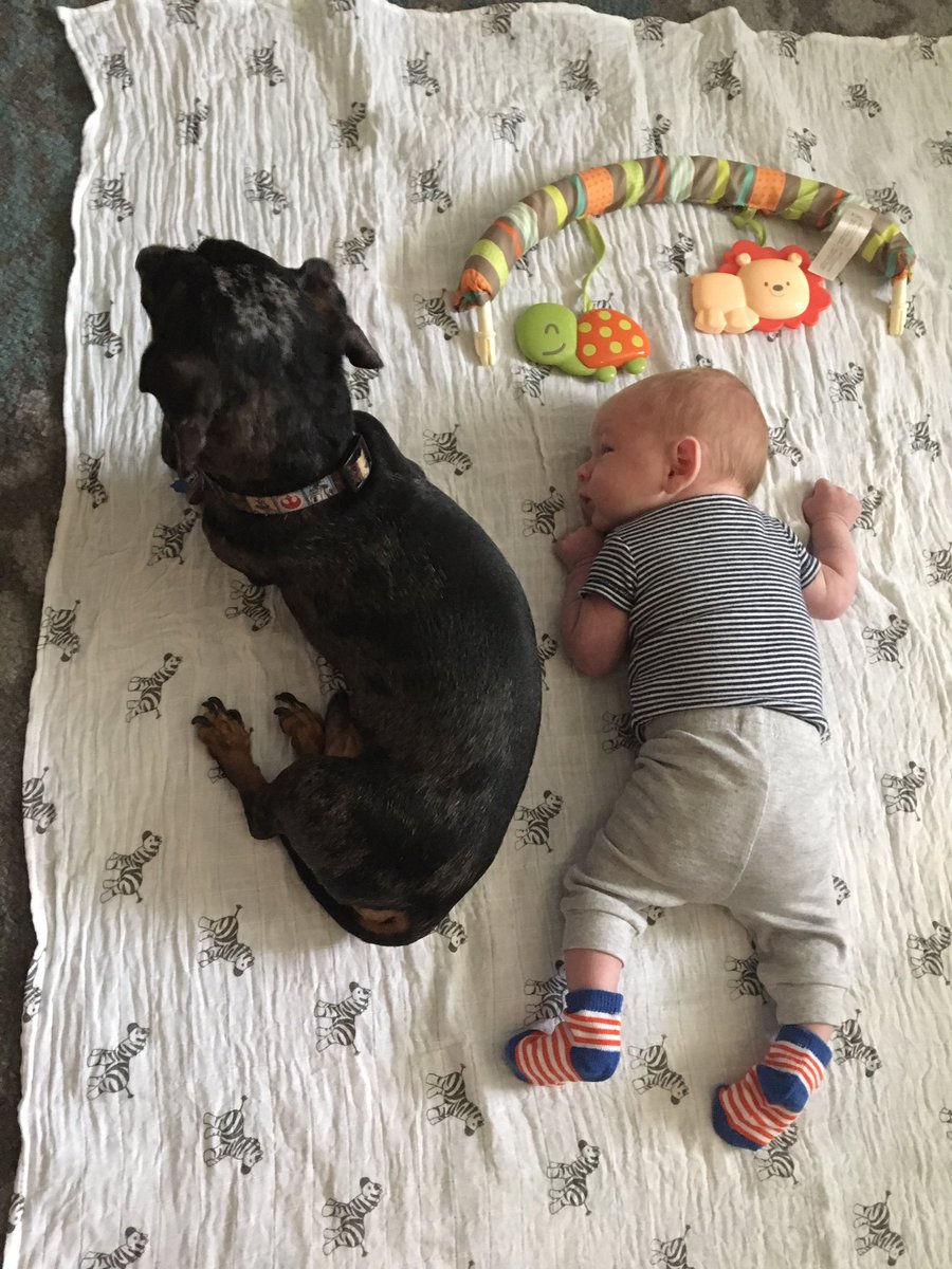 Silent_EyeD's tweet photo. The most pure sequence of pictures I’ve ever taken 😩💕 the first time Paco has been allowed to get this close to Eli🥰 https://t.co/tqHN477RWd