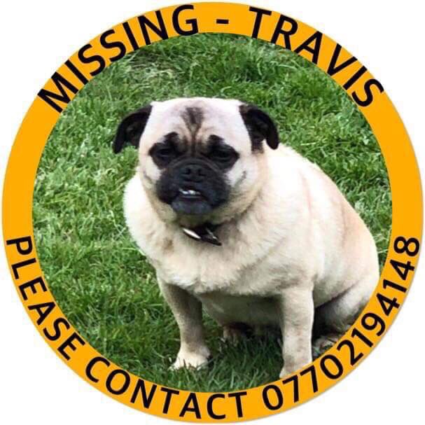 veryluckypugs's tweet photo. Facebook Page-Where Is Travis?❤️
HAVE YOU SEEN TRAVIS PLEASE?🙏Male Fawn Pug Cross From Brighton Could be in Aldershot Now😞@BlueFrenchie1 @vincerock6 @gelert01 @RachaelB100 @suedaycam @jaynecellison @thedogfinder @BrendaBlethyn @juliagarland73 @bunnylondon39  #FINDTRAVIS https://t.co/623D8l7XT2