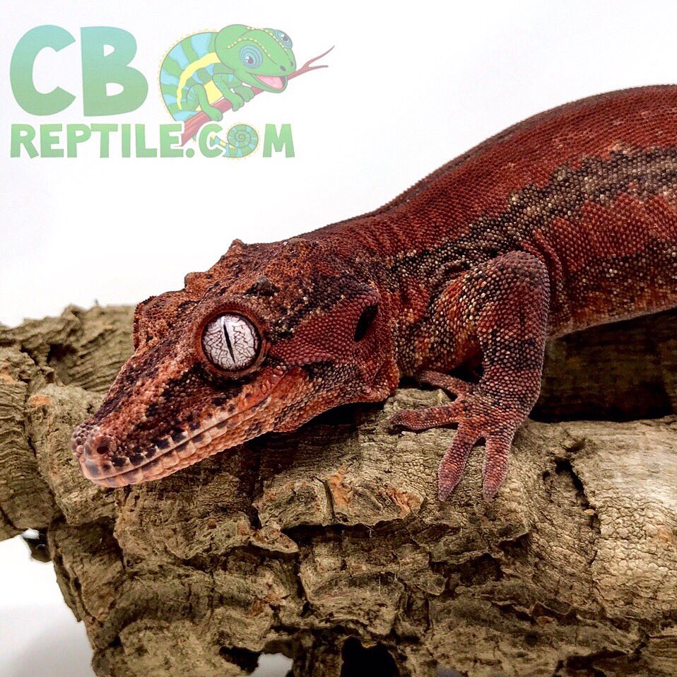 CBReptiles's tweet photo. You can see the concentration in his eyes.❤️👀🔥🦗🦎
•
•
•
#gargoylegecko #gargoylegeckos #geckos #gecko #babygecko #gargoylegeckobreeder #gargoylegeckomorph #gargoylegeckoforsale #gargoylegeckobabies #captivebred #handraised #geckobreeder #reptile #reptiles #reptilebreeder https://t.co/9oD86ccKPE