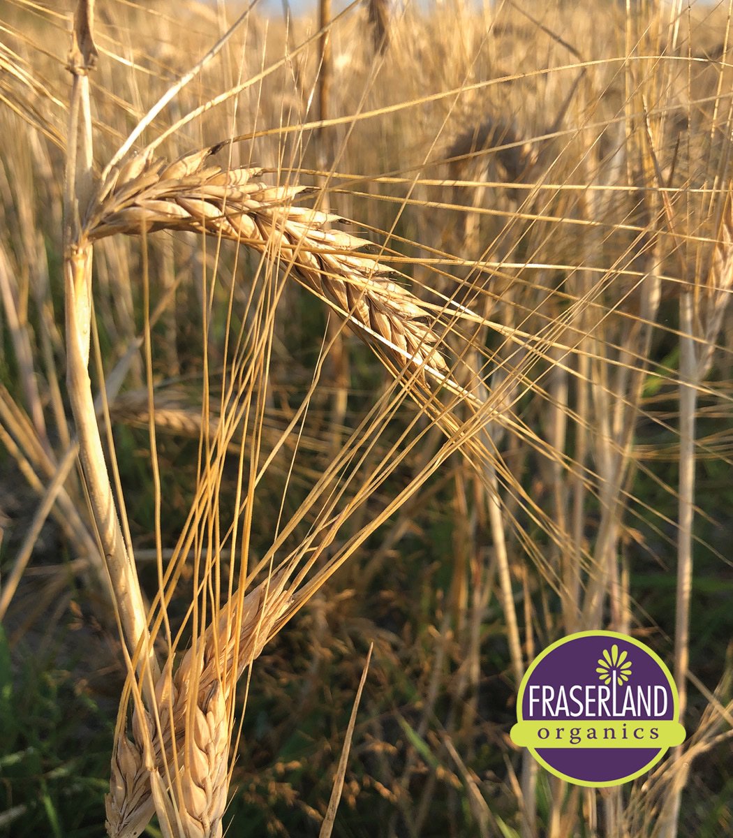 fraserlandfarms's tweet photo. Our barley harvest is underway..and we're excited it will be malted and used for #greatbeergrownhere at @barnsidebrewing..can't wait ! #deltafarming #barleyforbeer #gettingthirsty https://t.co/W9QdQB1Ay7