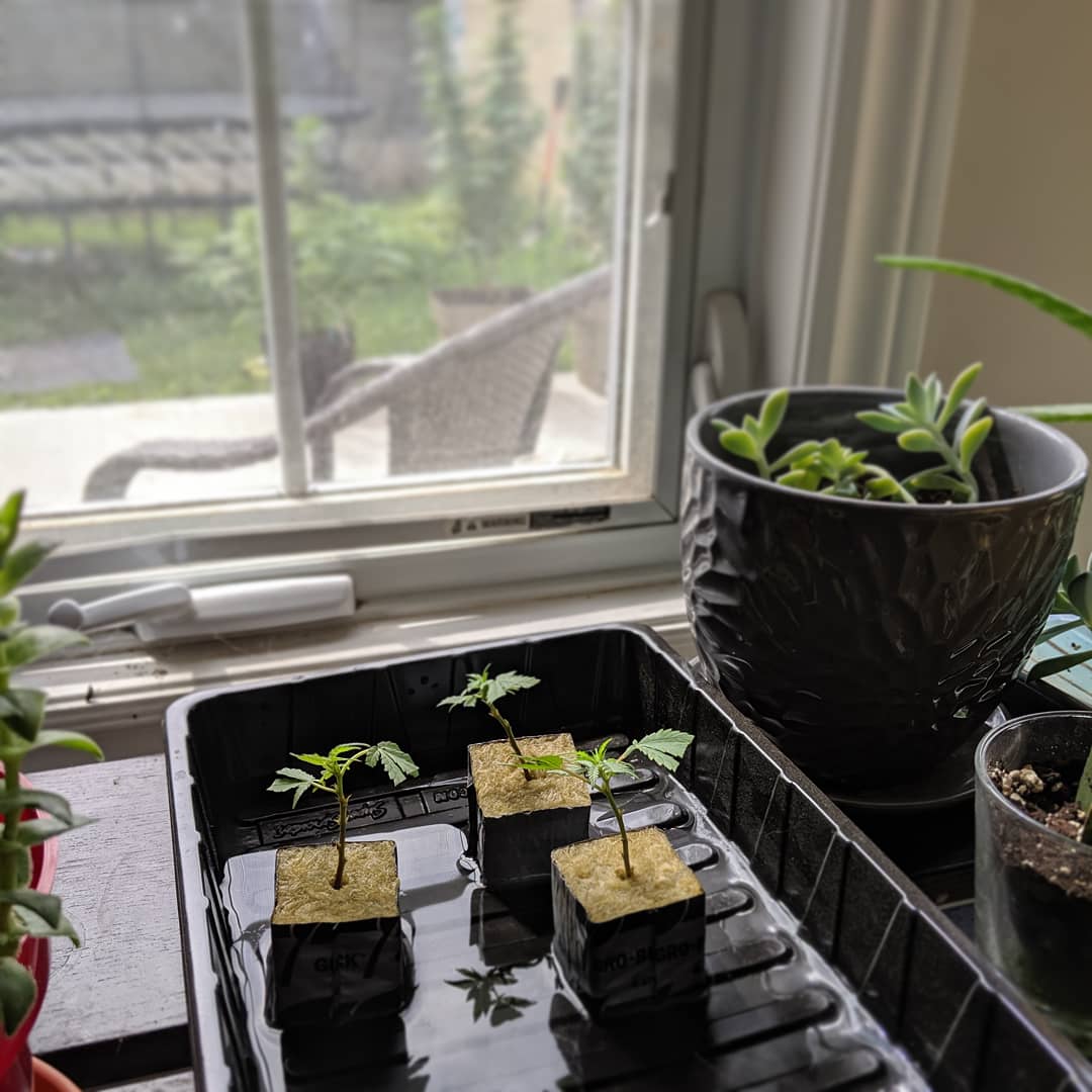 AGlibs's tweet photo. So I'm trying a thing today.... Babies are in the nursery as #Grapefruit momma looks over 🧙♀️
🌴🌴🌴
#witchybitchy
#newbiegrower
#clones
#cannabisclones
#ontariogrows
#learnnewthings https://t.co/aiRzHevQbd