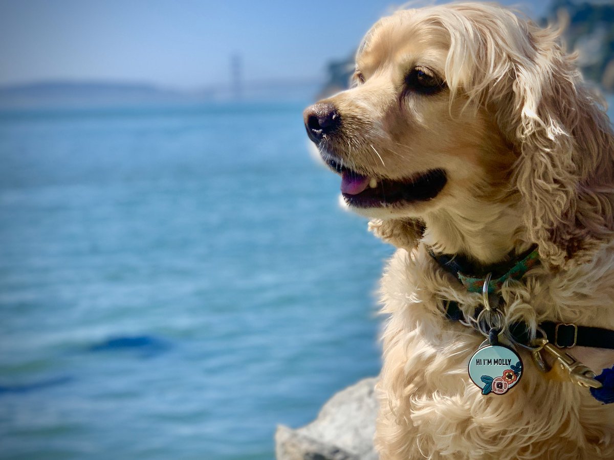 MollyPantsDog's tweet photo. Hi. #dogs #cockerspaniel #AdoptDontShop https://t.co/lVVUZF0xMp