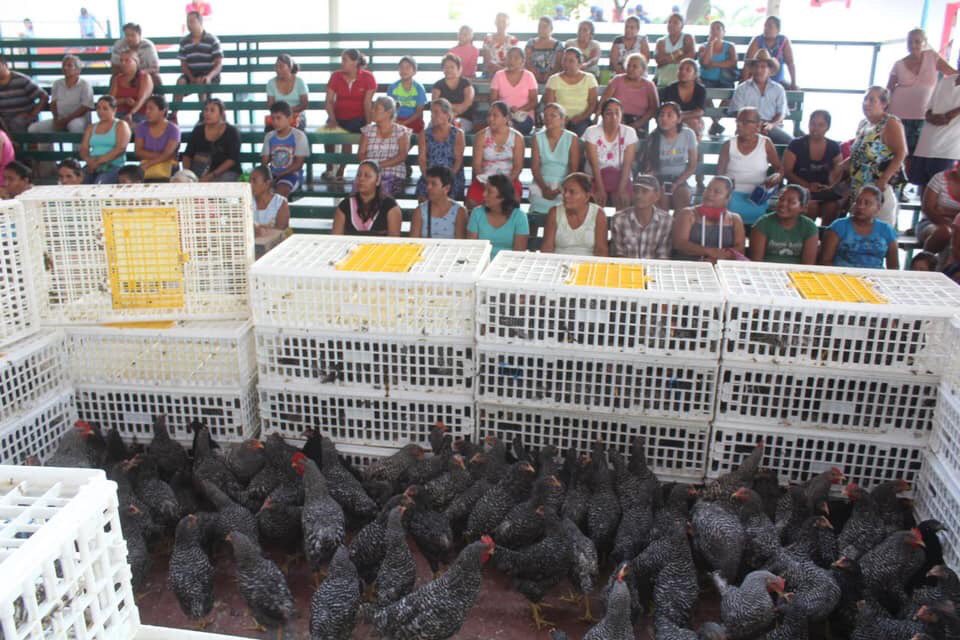 SanPedroMixt's tweet photo. El Presidente Municipal @FREDDYGILPINEDA en compañía de integrantes del H. Cabildo realizó la entrega del Proyecto Municipal “Aves Ponedoras”; al otorgar más de 3,000 gallinas de doble propósito, se empodera a la mujer san pedruna con fuentes de ingreso para sus familias. https://t.co/HQRE91LE81