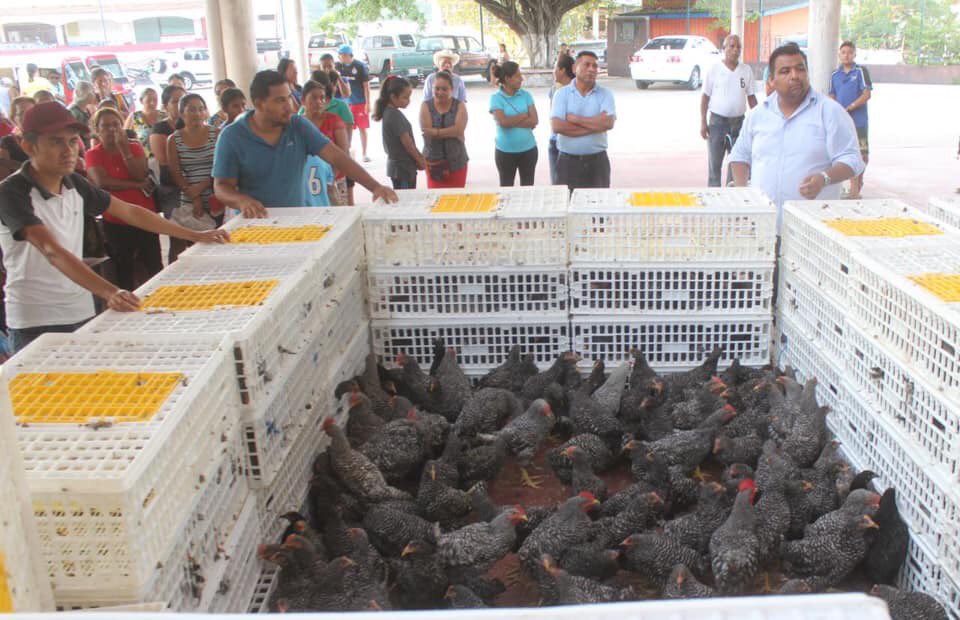 SanPedroMixt's tweet photo. El Presidente Municipal @FREDDYGILPINEDA en compañía de integrantes del H. Cabildo realizó la entrega del Proyecto Municipal “Aves Ponedoras”; al otorgar más de 3,000 gallinas de doble propósito, se empodera a la mujer san pedruna con fuentes de ingreso para sus familias. https://t.co/HQRE91LE81