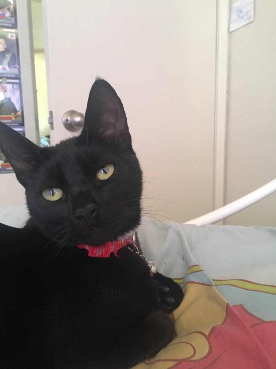 megsegg's tweet photo. HAPPY GOTCHA DAY TO MY SWEET BABY ANGEL OF DARKNESS !!!! 🖤✨🖤✨🖤✨🖤✨🖤✨🖤✨i cant believe it’s already been a year since i brought him home :,) this year has been rough. i don’t know if i would have made it through without mischief. i love him more than words can describe https://t.co/ng45s4dog7