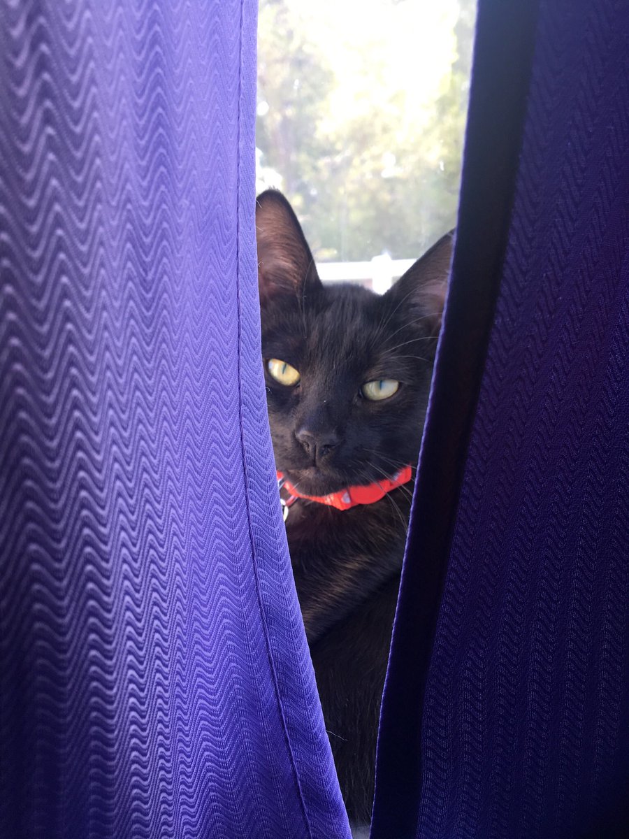 megsegg's tweet photo. HAPPY GOTCHA DAY TO MY SWEET BABY ANGEL OF DARKNESS !!!! 🖤✨🖤✨🖤✨🖤✨🖤✨🖤✨i cant believe it’s already been a year since i brought him home :,) this year has been rough. i don’t know if i would have made it through without mischief. i love him more than words can describe https://t.co/ng45s4dog7