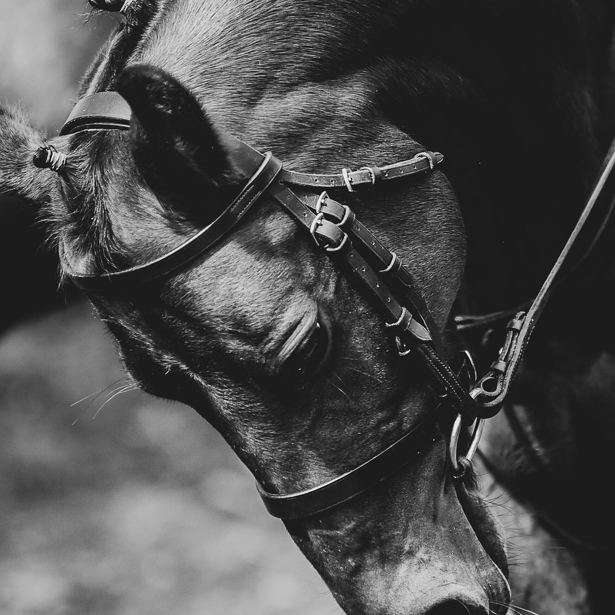 Good evening #MalvernHillsHour I have been fairly quiet on social media due to the summer holidays. I have had a bit of a manic week photographing pony club camp but it has been amazing fun.