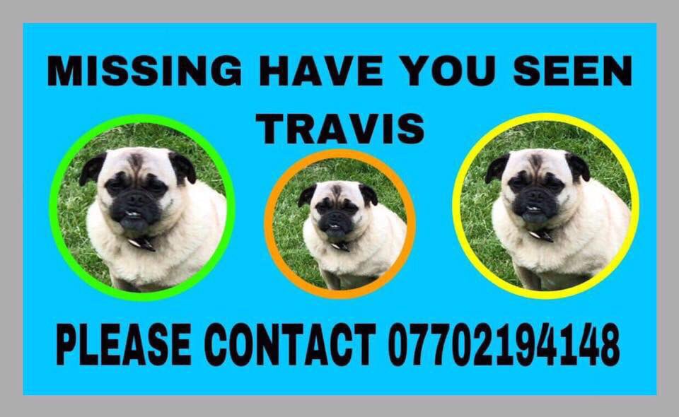 molliepug2's tweet photo. Facebook Page-Where Is Travis?❤️
HAVE YOU SEEN TRAVIS PLEASE?🙏#FINDTRAVIS @BlueFrenchie1 @vincerock7 @gelert01 @KarenFi51820768 @SummerBreezeUS @Eloquencealways @psychicpenny @SteelCherry @MissingPetsGB @getskyhome @bunnylondon39 @JoDeanoSmith @BrendaBlethyn @HunnyJax @SAMPAuk_ https://t.co/4BVYt0e8WZ