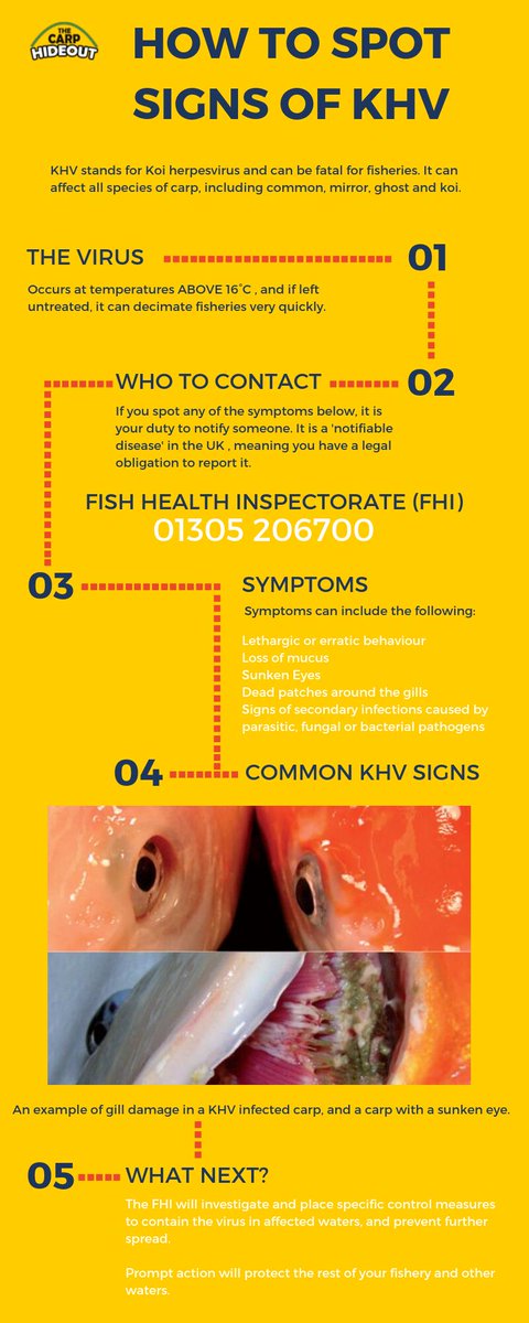 thecarphideout's tweet photo. KHV can be devastating 😢😢😢 #khv #carpdisease #khvsymptoms #carpfishing #angling #fishing https://t.co/mBdE7HNiJW
