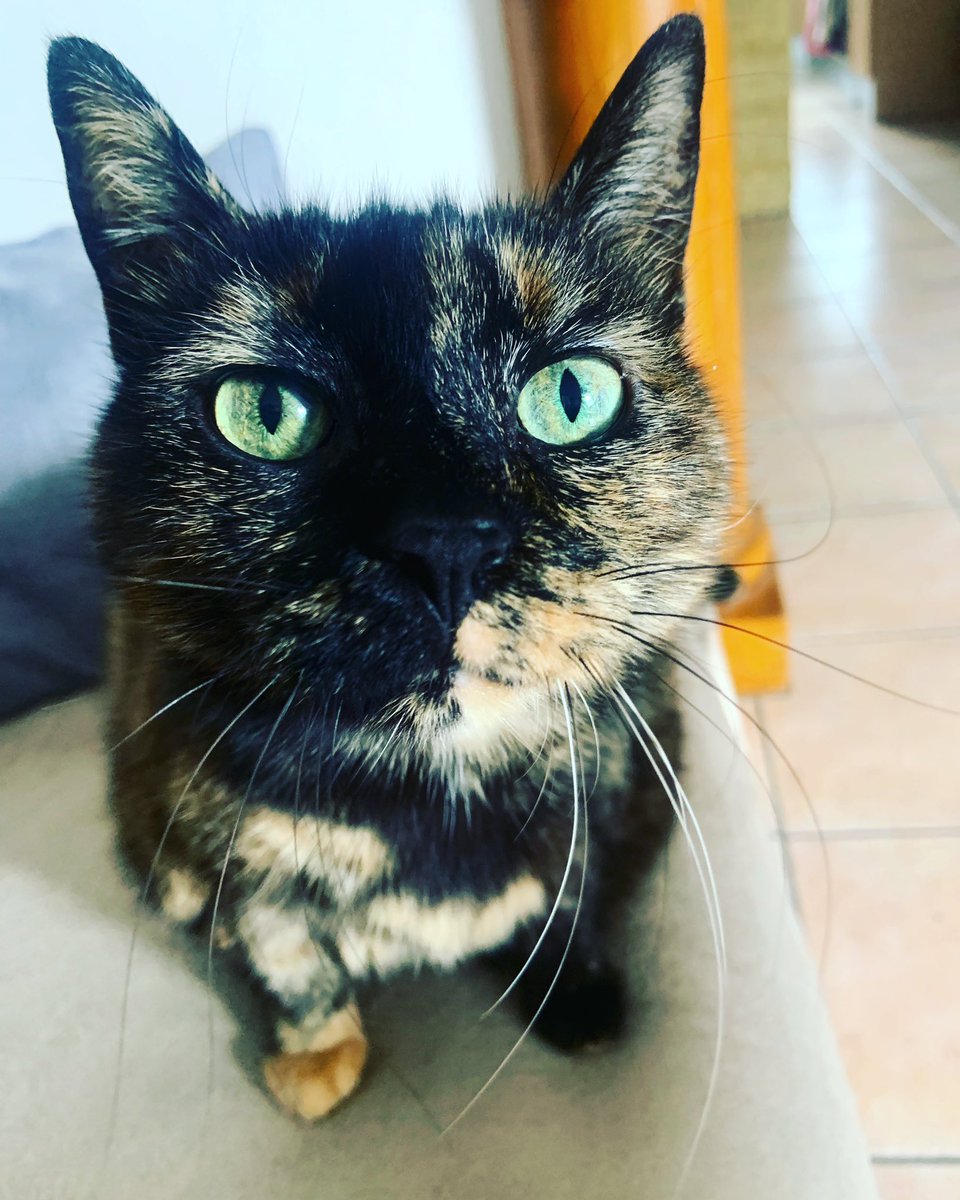Floshakie's tweet photo. C’est qui la plus belle des écailles de tortue !?!? Évidement c’est la notre 😻#gaminapoil #chat #ecailledetortue #soukie #cat #iphonexr #doubleface #socute https://t.co/vLuOBwkxR1