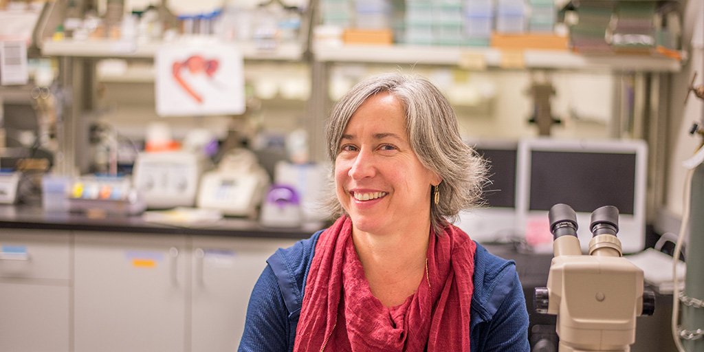 lewisandclark's tweet photo. After more than a decade of research, Professor of Biology Greta Binford and Research Associate and Visiting Professor Pamela Zobel-Thropp have discovered for the first time what is really in the venom of daddy long-leg spiders: https://t.co/LUQb6kLIRY https://t.co/5ERe3UbbYh