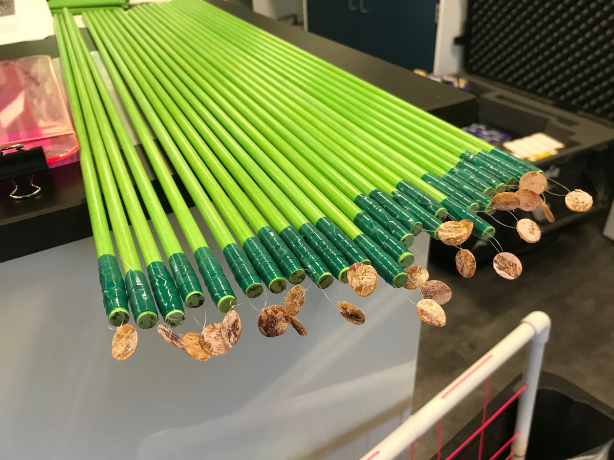 awegalloway's tweet photo. Prepping for our @SImarineGEO Seagrass Ecosystems Energy Fluxes fieldwork tomorrow! @CTELab and @SouthSloughNERR are teaming up for Coos Bay surveys! #GlobalSeagrassSurvey #Squidpops https://t.co/NU8iEDjQyw