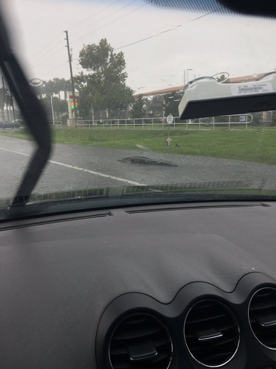 I know the sandwiches are good at <a href="/Wawa/">Wawa</a> but how did the word get out to the gators? Kidding but this was no joke! A viewer sent us this pic of an 8ft gator just walking down the street in front of WaWa in Pinellas Park. It has been removed. More coming up on <a href="/BN9/">Spectrum Bay News 9</a>