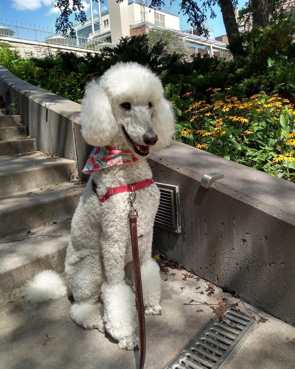 Smile_Dottie's tweet photo. I was so happy to be back on the beautiful U of M campus yesterday for #PAWS! It was great to meet new #Gophers and to see old buddies. My pals and I will be on the St. Paul campus for Welcome Week on Aug 30. #gophersummer #ThankfulThursday https://t.co/SJ1E3ZmAYu