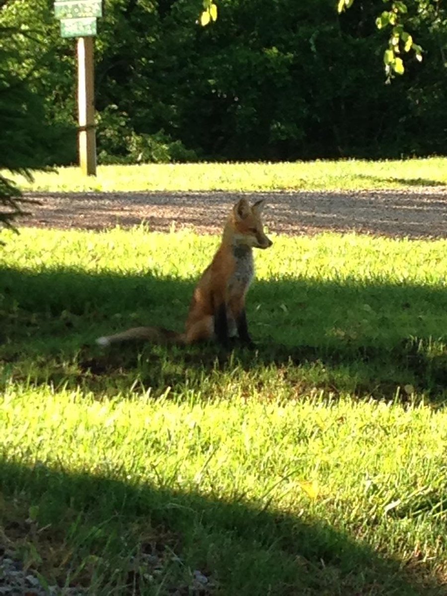 CherryRidgeRt's tweet photo. Throwback Thursday! Nature and wildlife right outside your cabin door! These adorable fox kits had a den right beside the office, so much fun to watch them run and play! https://t.co/wVIe4HbYsd