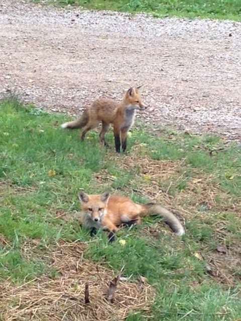 CherryRidgeRt's tweet photo. Throwback Thursday! Nature and wildlife right outside your cabin door! These adorable fox kits had a den right beside the office, so much fun to watch them run and play! https://t.co/wVIe4HbYsd