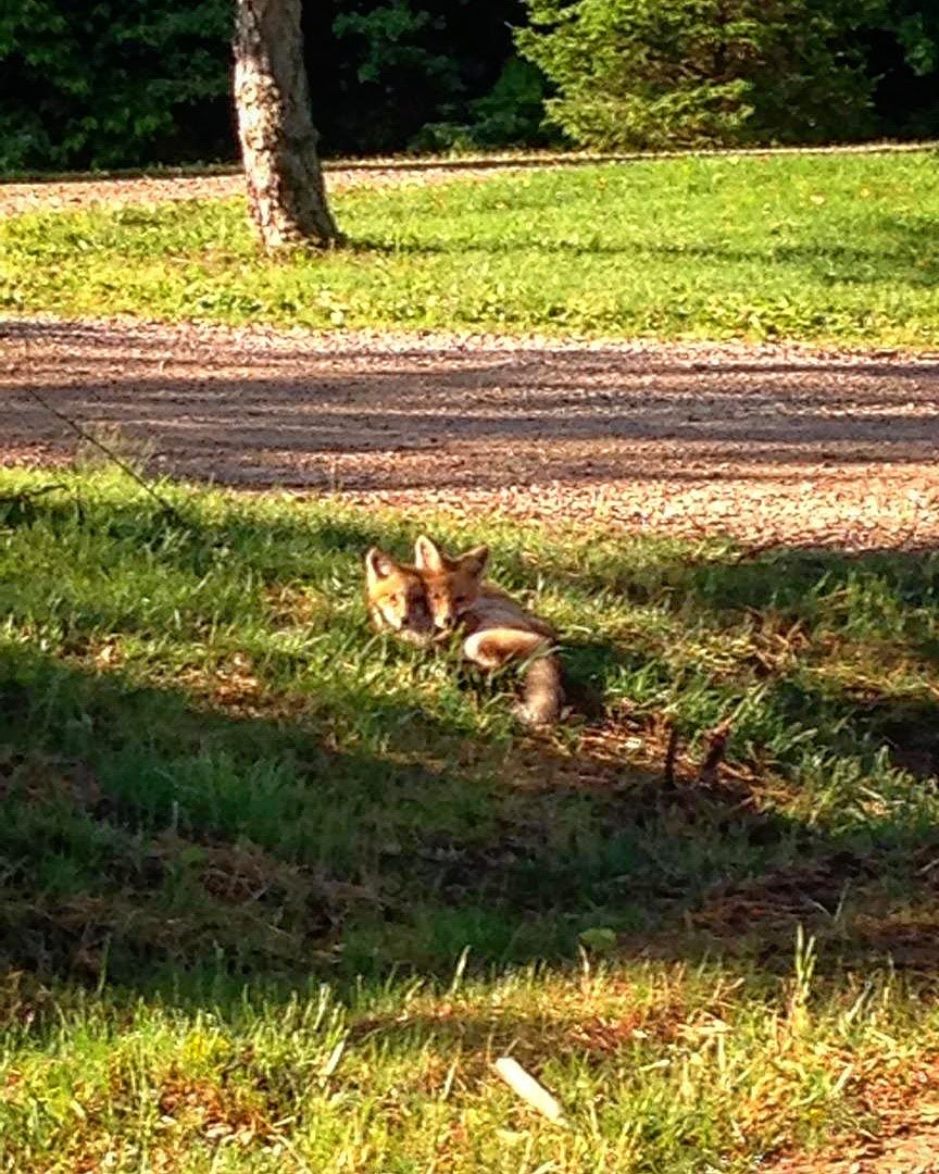 CherryRidgeRt's tweet photo. Throwback Thursday! Nature and wildlife right outside your cabin door! These adorable fox kits had a den right beside the office, so much fun to watch them run and play! https://t.co/wVIe4HbYsd