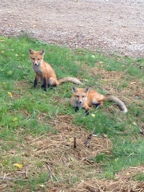 CherryRidgeRt's tweet photo. Throwback Thursday! Nature and wildlife right outside your cabin door! These adorable fox kits had a den right beside the office, so much fun to watch them run and play! https://t.co/wVIe4HbYsd