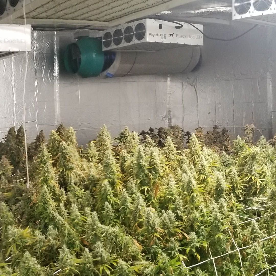 BlackDogLED's tweet photo. Get your grow room producing to the maximum with the best combination of spectrum and power geared towards higher yields and quality. Learn more about Black Dog LED in our FAQ page! https://t.co/PBxoqu0L2H
________________________________________
#blackdogled #phytomax #phytomax2 https://t.co/J6eiGUKukE