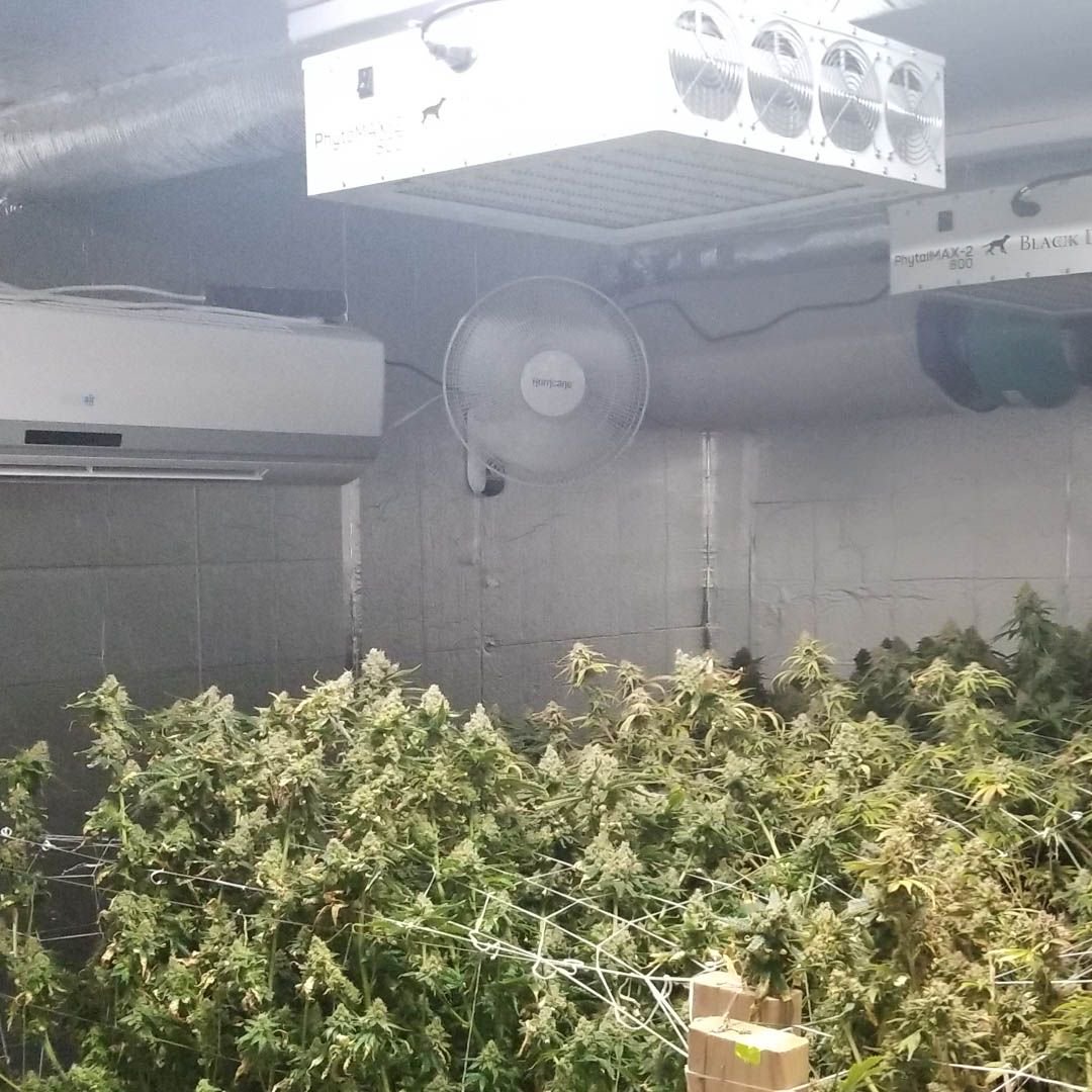 BlackDogLED's tweet photo. Get your grow room producing to the maximum with the best combination of spectrum and power geared towards higher yields and quality. Learn more about Black Dog LED in our FAQ page! https://t.co/PBxoqu0L2H
________________________________________
#blackdogled #phytomax #phytomax2 https://t.co/J6eiGUKukE
