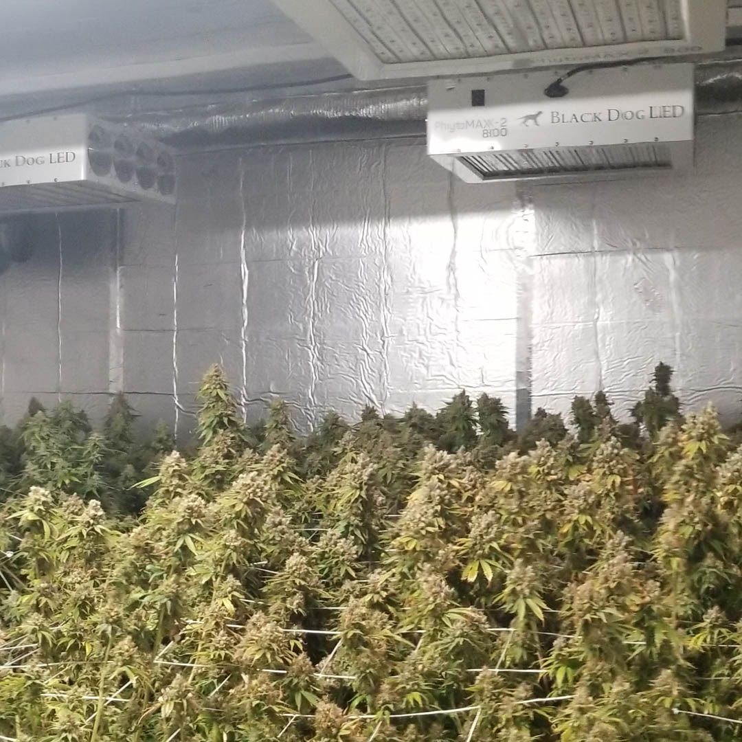 BlackDogLED's tweet photo. Get your grow room producing to the maximum with the best combination of spectrum and power geared towards higher yields and quality. Learn more about Black Dog LED in our FAQ page! https://t.co/PBxoqu0L2H
________________________________________
#blackdogled #phytomax #phytomax2 https://t.co/J6eiGUKukE