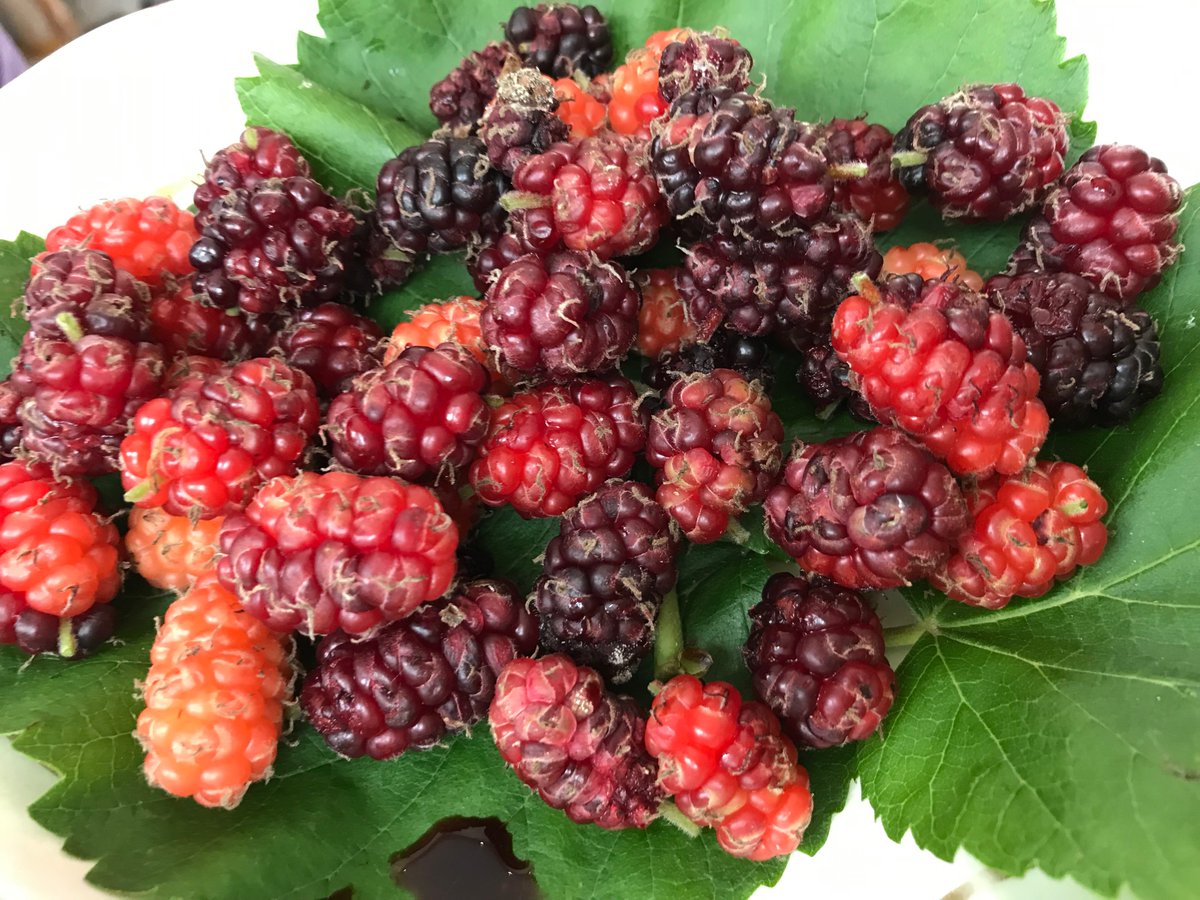 Mulberries- courtesy of Kate Giles, whose studio I visited today (the paintings were good too)