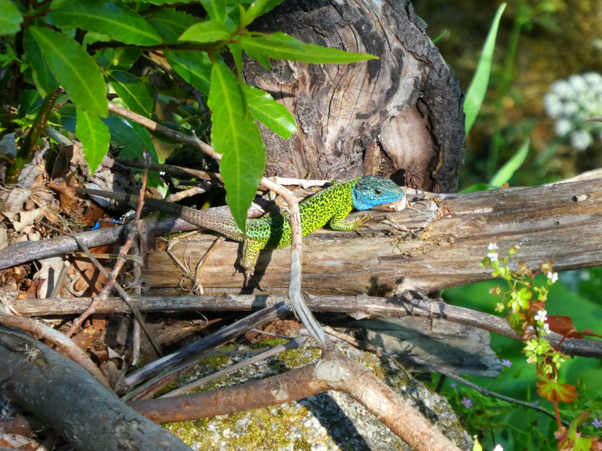 ForteNature's tweet photo. There are always surprises in our walk tours 😀😮

Iberian Emerald Lizard (Lacerta schreiberi) enjoying the Sun :D 

#reptile #walktours #nature #waterfall #lizard #tours #tourism #adventure #biology https://t.co/EMctoQxoHH