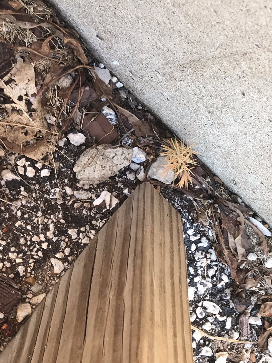 TeamMossRBE's tweet photo. Even though it’s the #fdos2019 that doesn’t mean that we can’t have a spontaneous #CPSscience101 experience! At recess, Ss found a tree frog. We talked about the physical characteristics of the frog. Science can happen anywhere...even on the @rbebears playground! #WeAreRBE https://t.co/GvFhiLF810