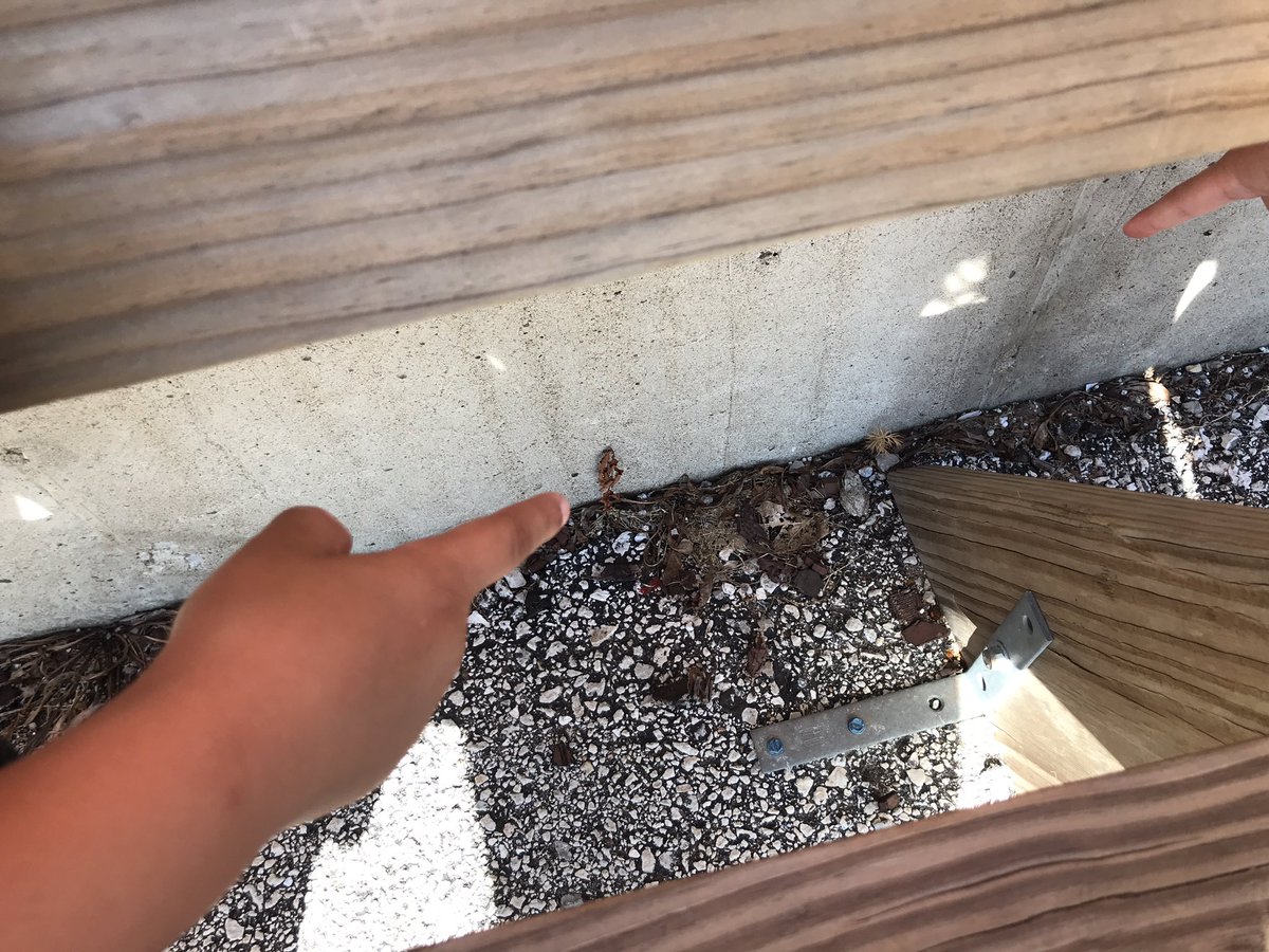TeamMossRBE's tweet photo. Even though it’s the #fdos2019 that doesn’t mean that we can’t have a spontaneous #CPSscience101 experience! At recess, Ss found a tree frog. We talked about the physical characteristics of the frog. Science can happen anywhere...even on the @rbebears playground! #WeAreRBE https://t.co/GvFhiLF810