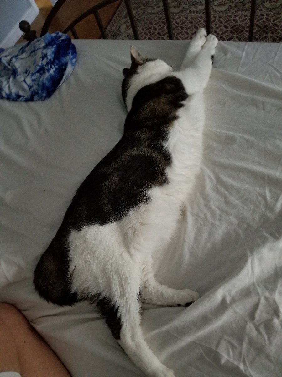 RichardPallott1's tweet photo. This dude is one long #cat....
🐾🐾🐾🐾🐾😻
#cat #cats #catsofinstagram #instacat #kitten #catlover #kitty #meow #catoftheday #catsagram #catofinstagram #tabby #furball #tabbycats #recuecat #furbaby #mypet 
#furmom #recuecat #bernardinitravel https://t.co/clgoLjPCBD