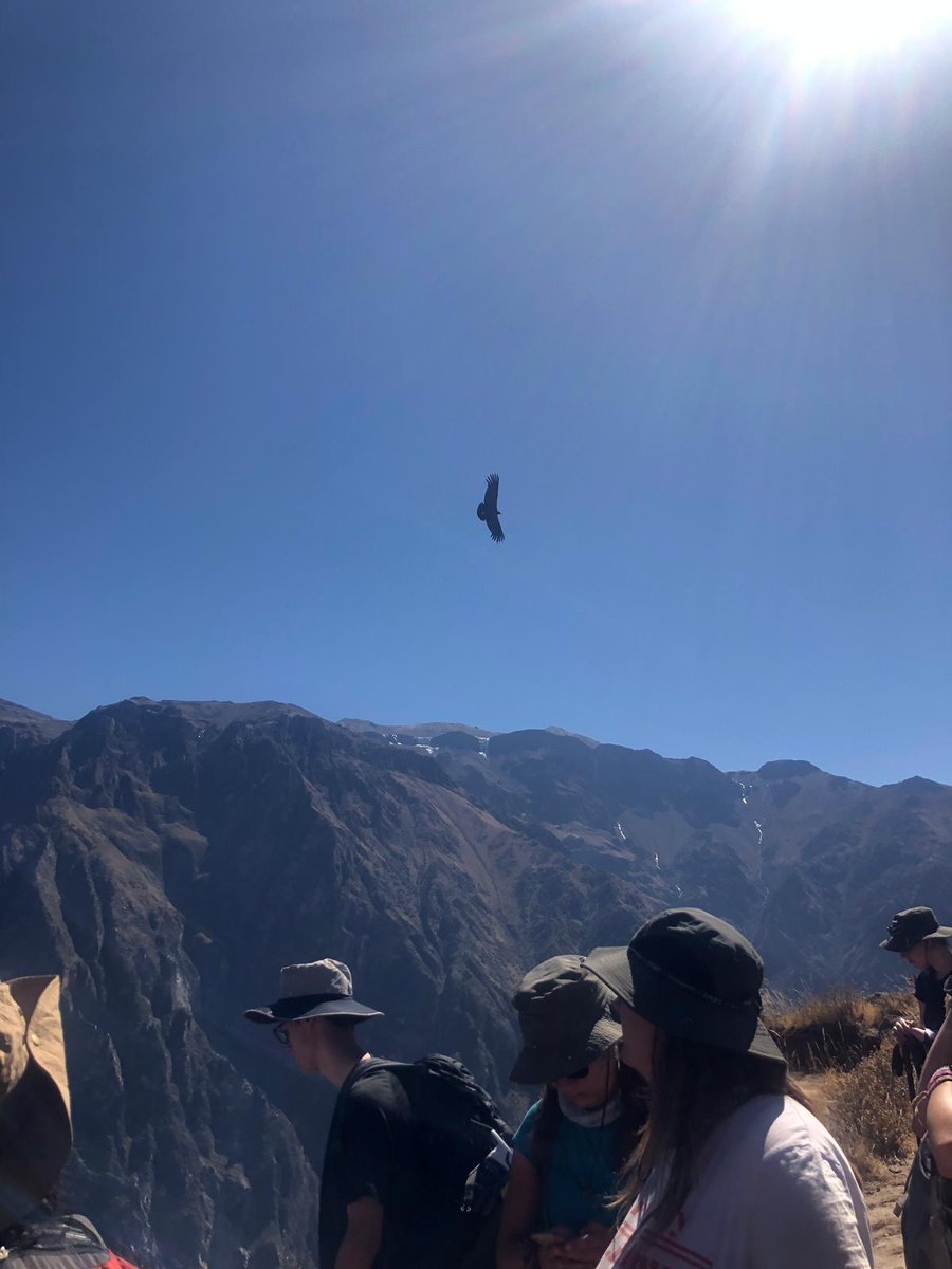campperu's tweet photo. #TeamHuallaga on their Colca Canyon trek earlier today -- they saw condors!😆🦅 #CampColca #DoSomethingAmazing #CampsEffect @CampsInt https://t.co/h6fu1cY4wJ