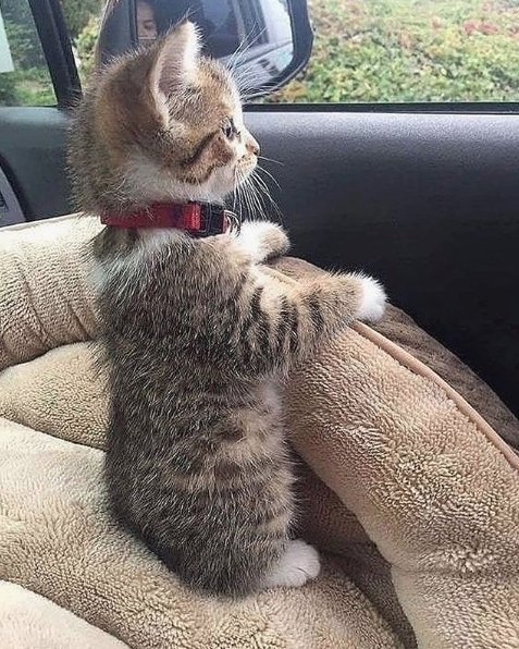 TodayCat1's tweet image. Kitten with a view l Source: Unknown

🔔 Don't miss out on any post - turn notifications ON

#caturday #catlove #puppylove #houseofcats #kittycat