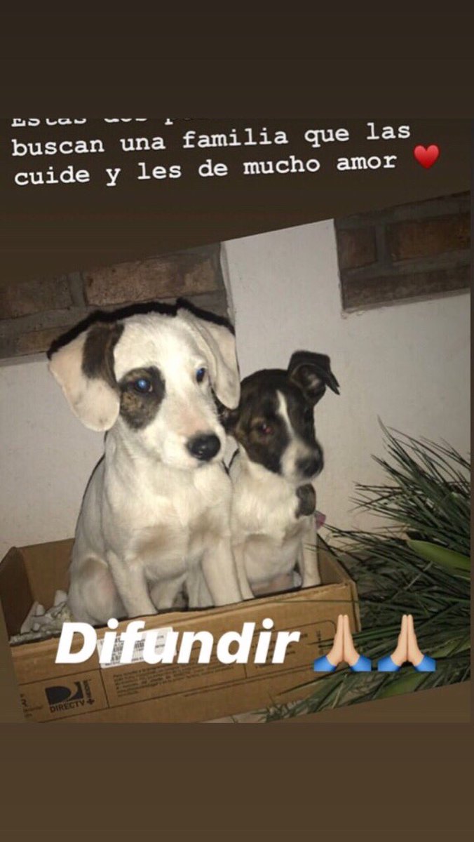 fecastellino12's tweet photo. Difundir 🙏🏼🙏🏼 https://t.co/Za1QJRFTaw
