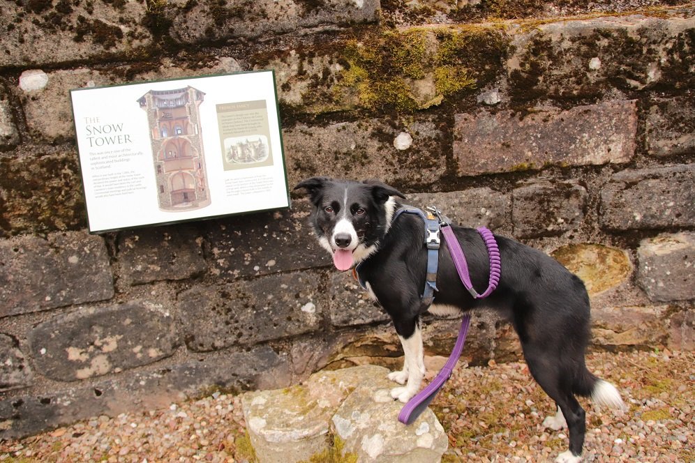 colliefullife's tweet photo. Exploring @welovehistory Kildrummy Castle yesterday, interesting place to visit even in the rain!
#Castles #ScottishCastles #HistoryDogs #CastleDogs https://t.co/6JcAw0PvlJ