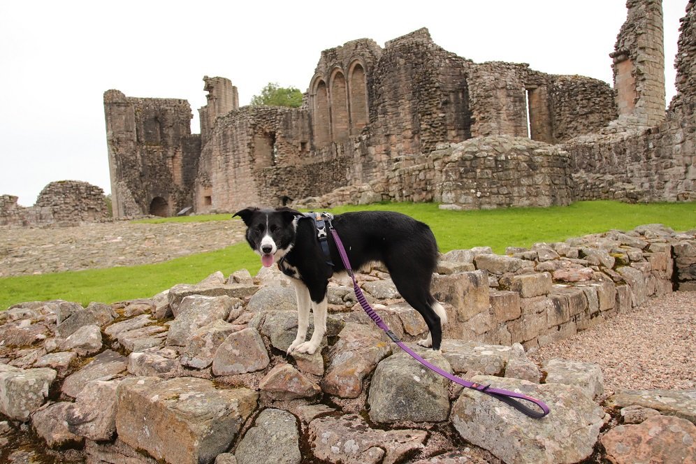 colliefullife's tweet photo. Exploring @welovehistory Kildrummy Castle yesterday, interesting place to visit even in the rain!
#Castles #ScottishCastles #HistoryDogs #CastleDogs https://t.co/6JcAw0PvlJ