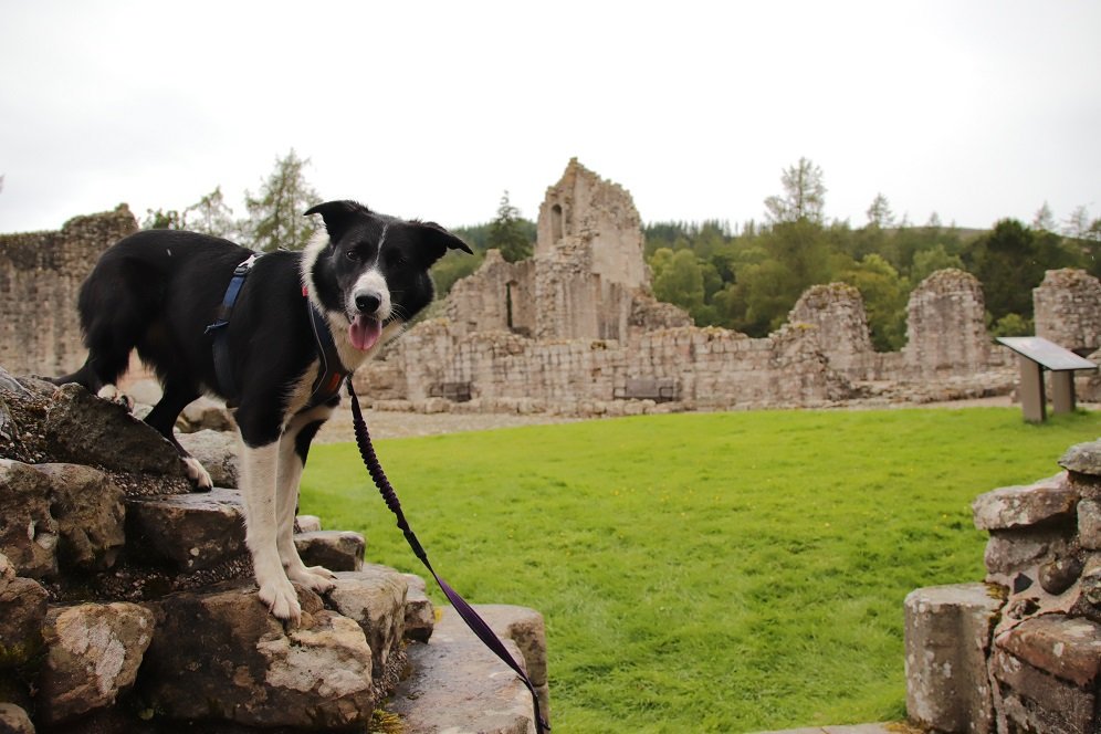 colliefullife's tweet photo. Exploring @welovehistory Kildrummy Castle yesterday, interesting place to visit even in the rain!
#Castles #ScottishCastles #HistoryDogs #CastleDogs https://t.co/6JcAw0PvlJ