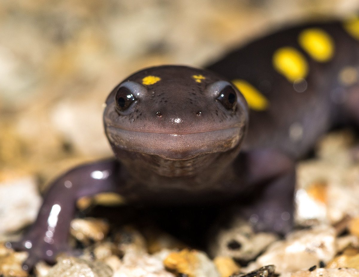 newt_time's tweet image. POV: i’me looking too see if you have any worm’s!, 
you do have worm, share?